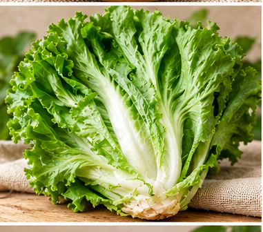 Lechuga