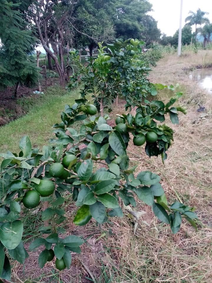 Árbol con frutos verdes