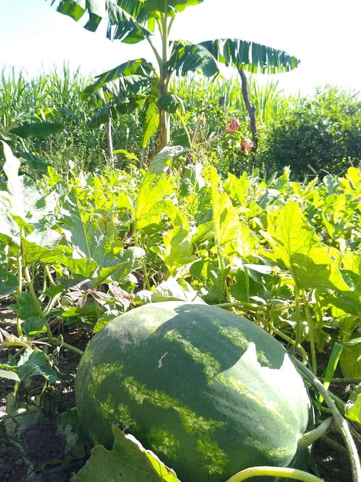 Sandía entre las plantas del huerto