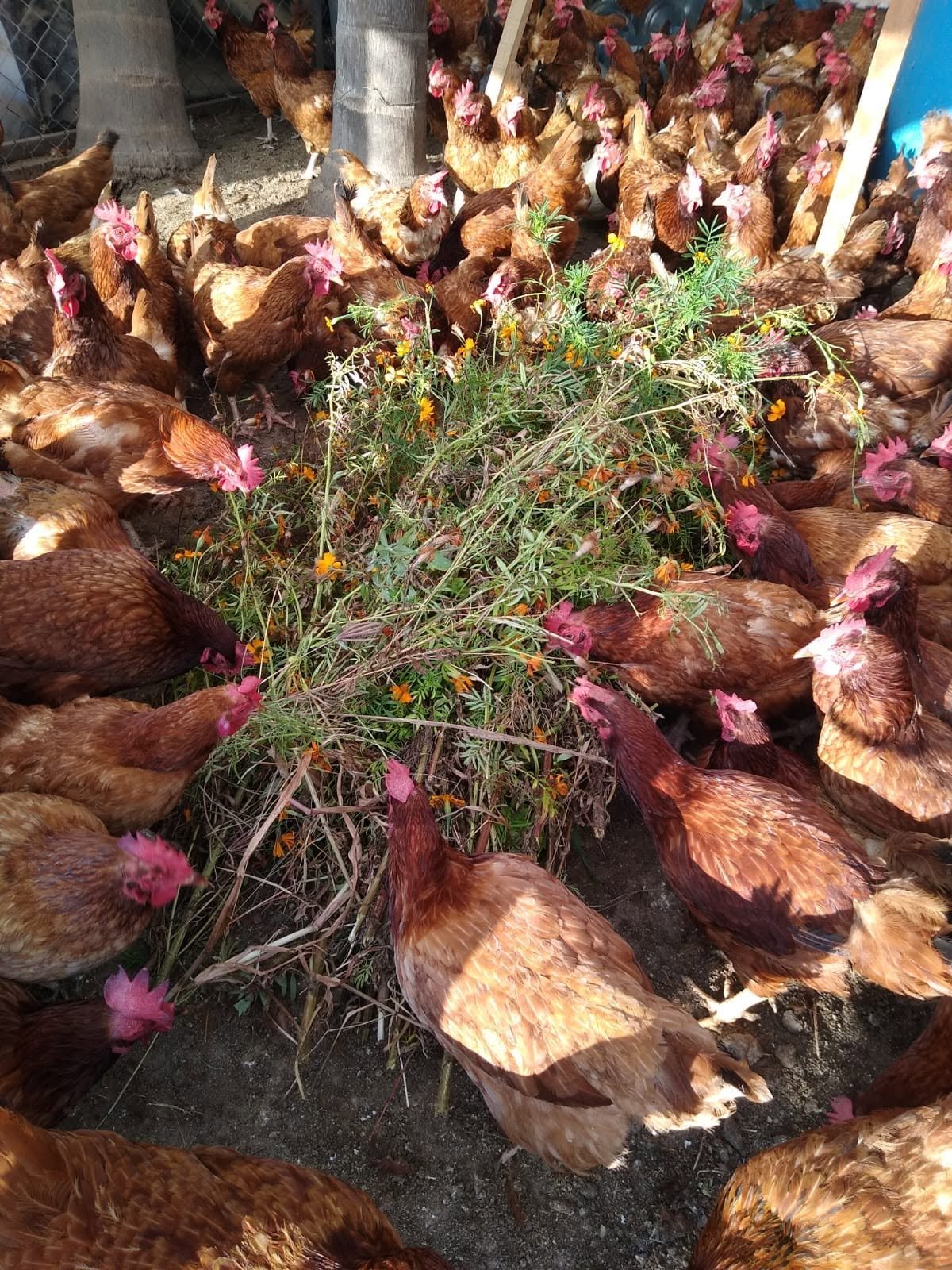 Raíces y hojas cosechadas de la tierra