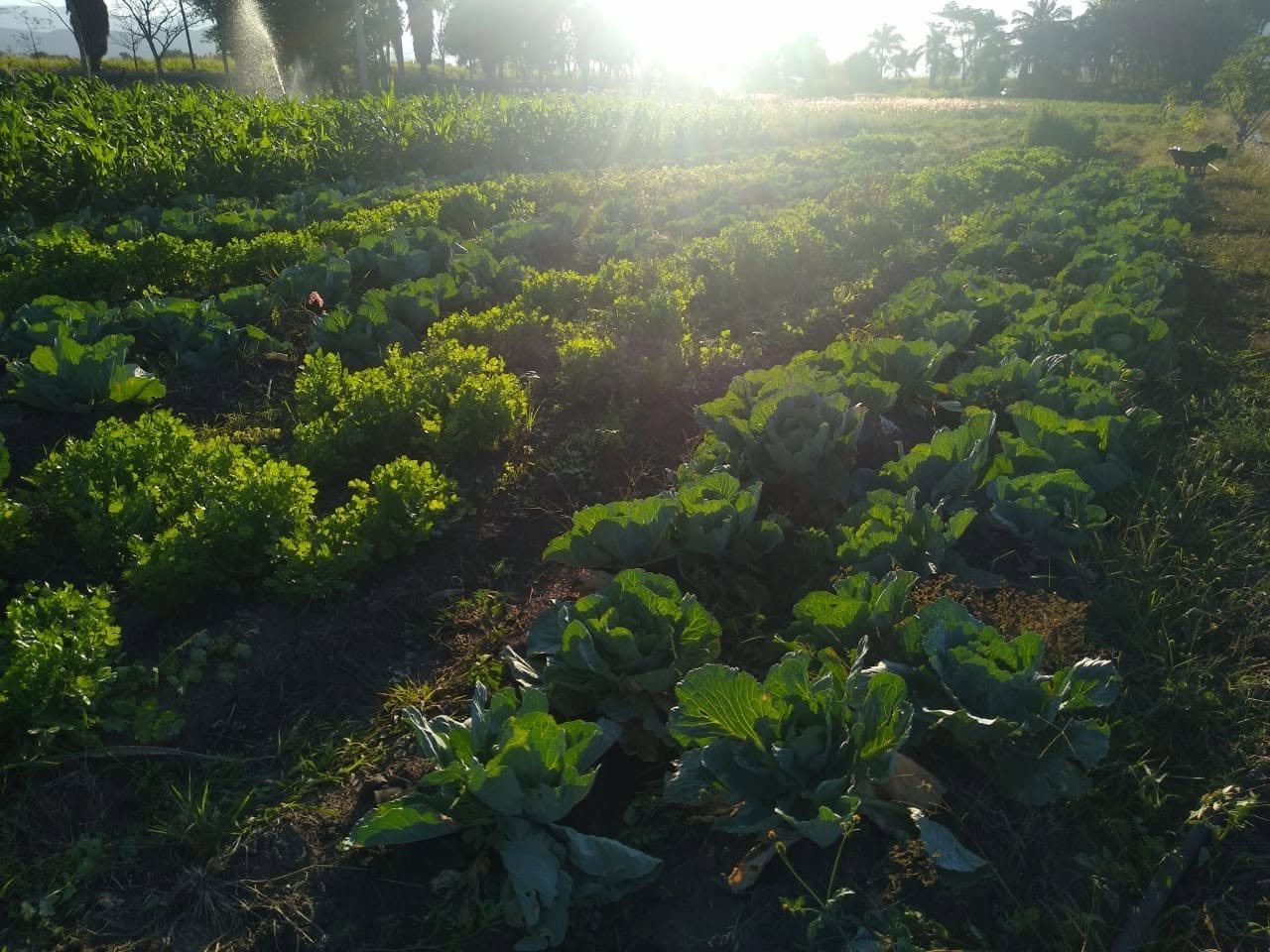 Luz de la mañana sobre las hileras de lechugas