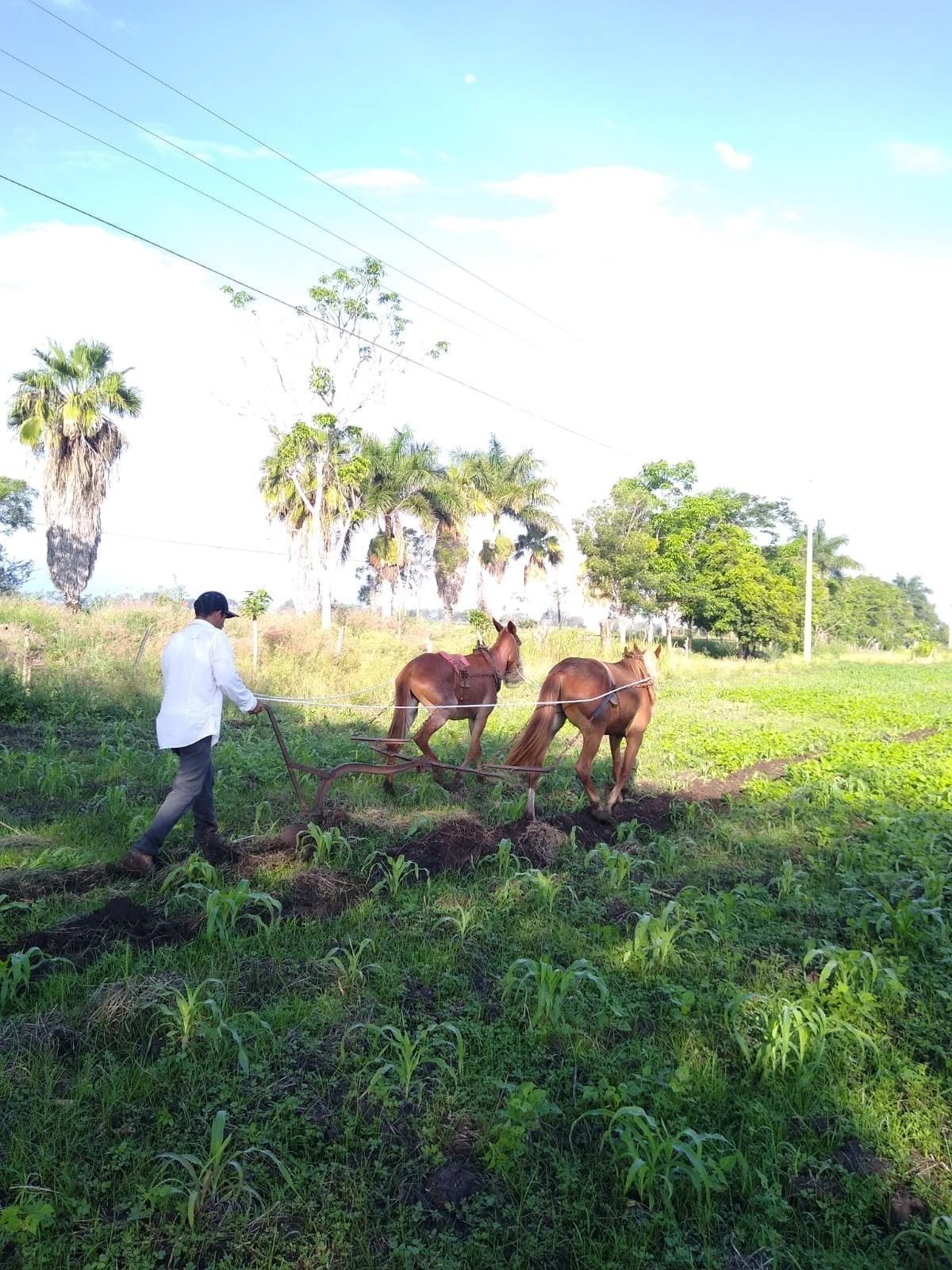 Trabajo en el campo con animales de tiro
