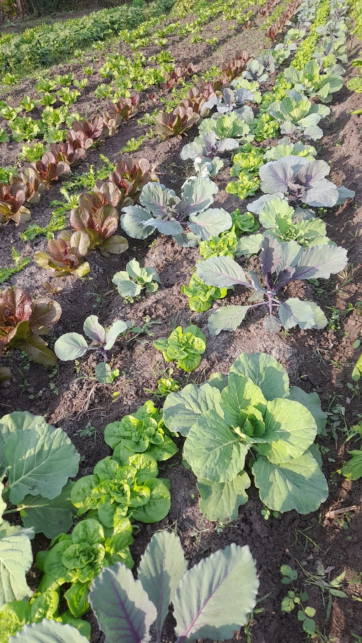 Hortalizas creciendo en asociación