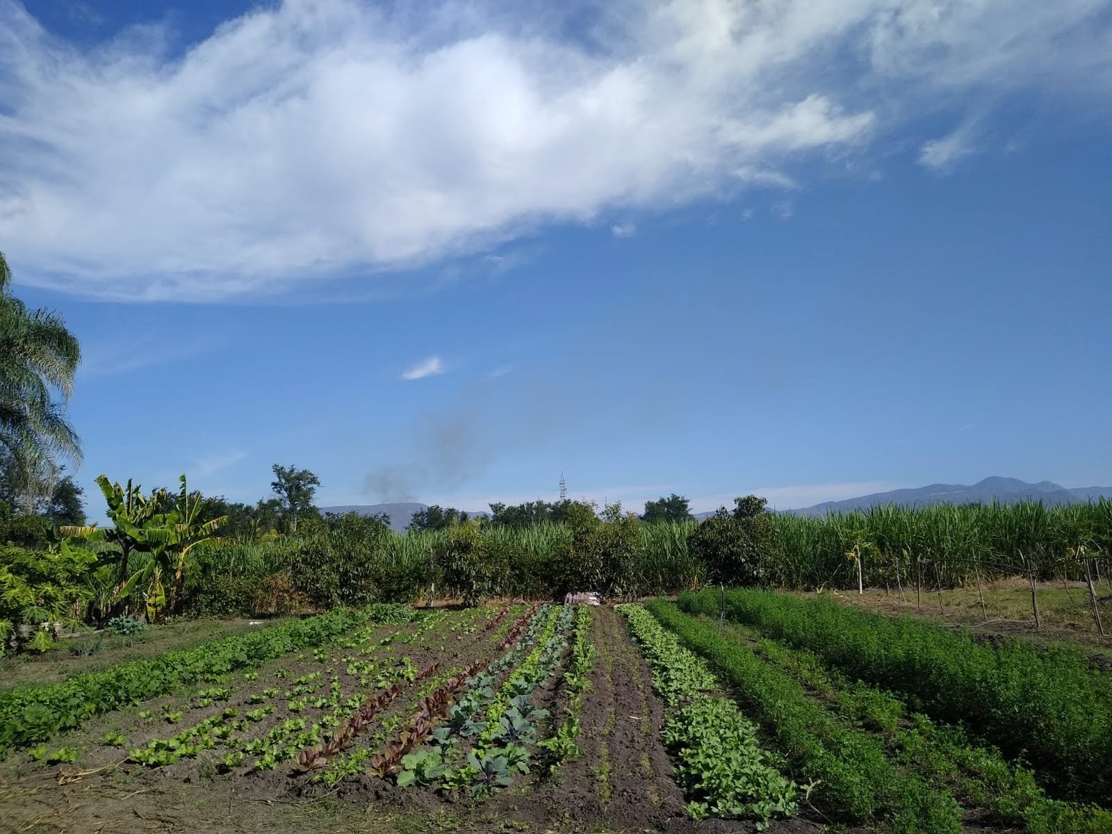 Surcos de cultivo y horizonte del campo