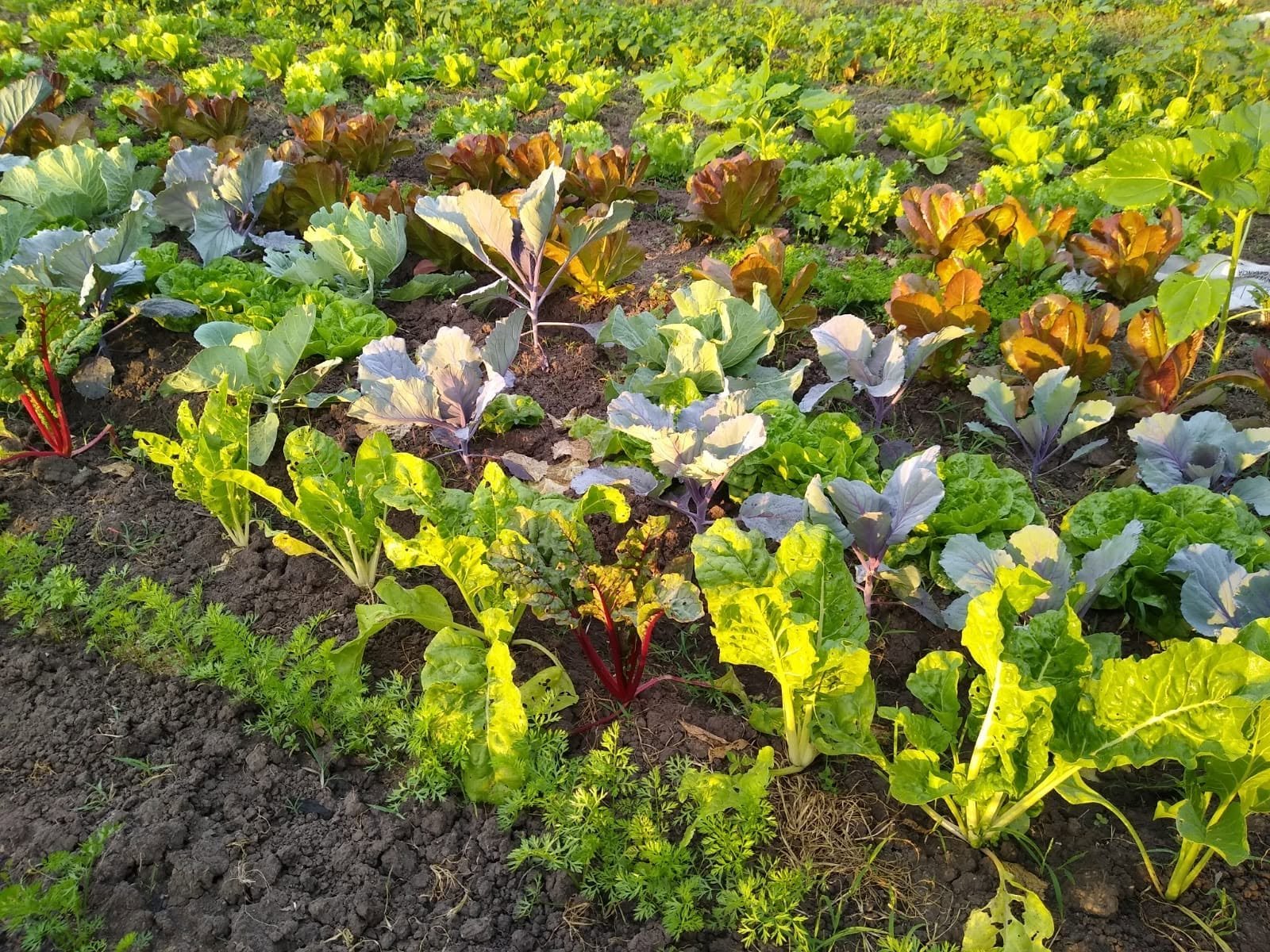 Hojas de diferentes colores en una cama de cultivo