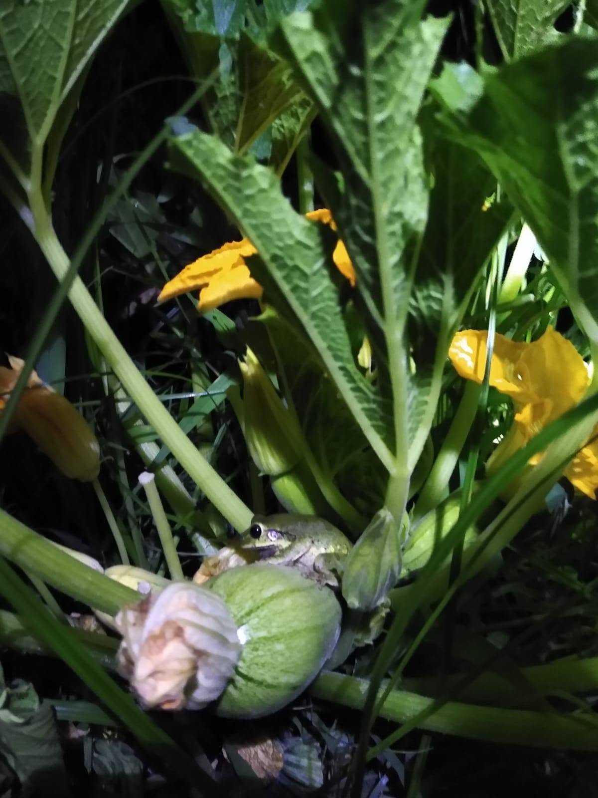 Calabacita con flor en la planta