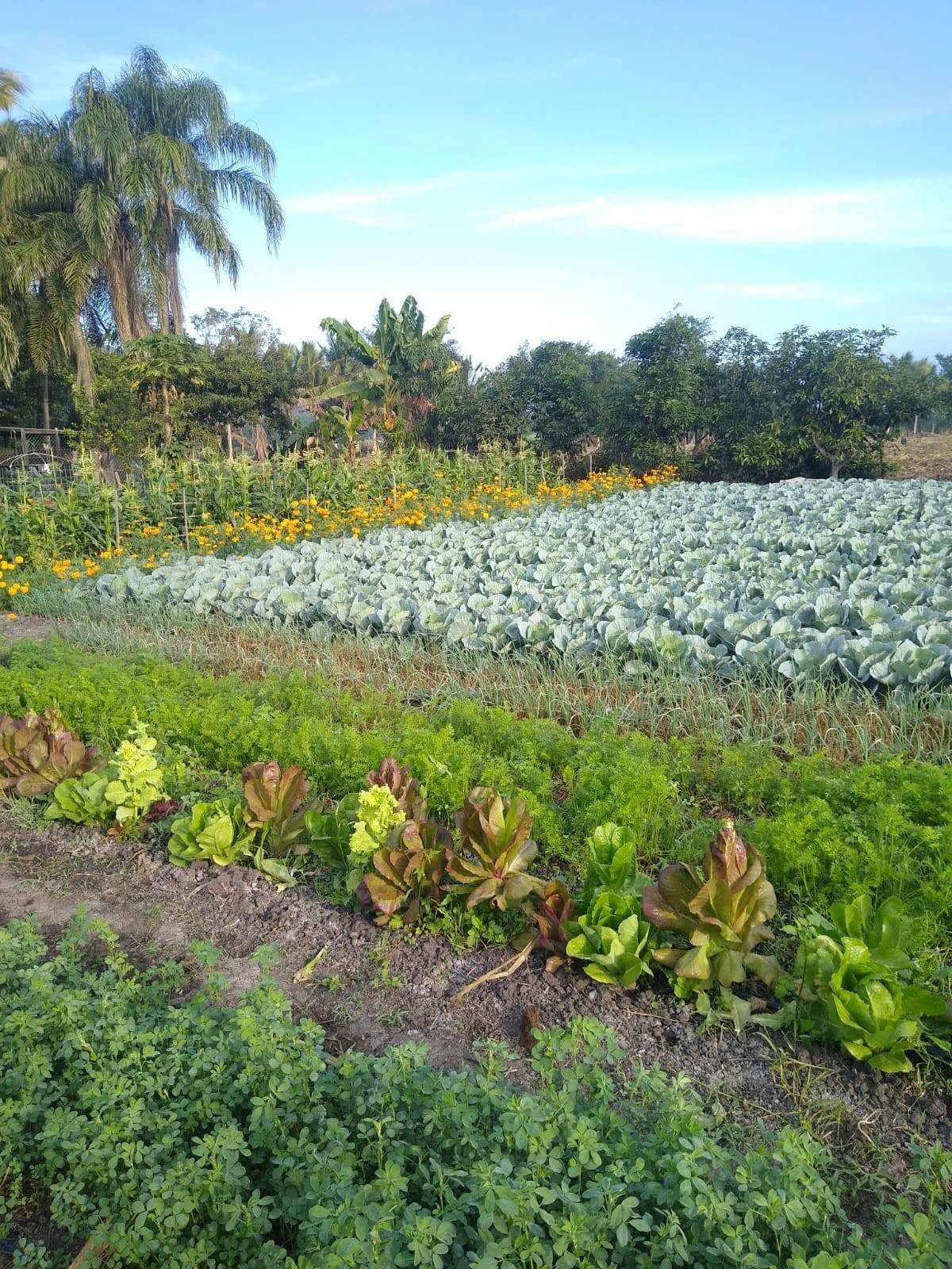 Diversidad de hortalizas en el campo