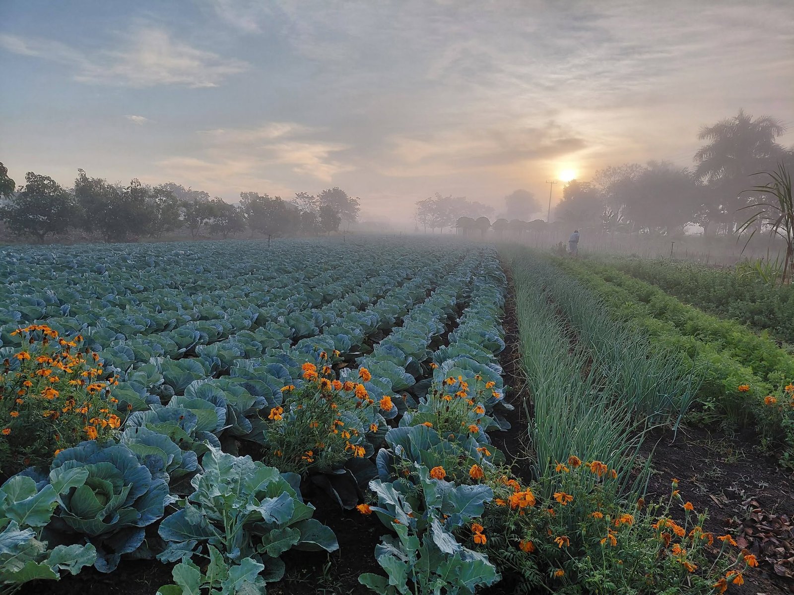 Amanecer entre cultivos y flores