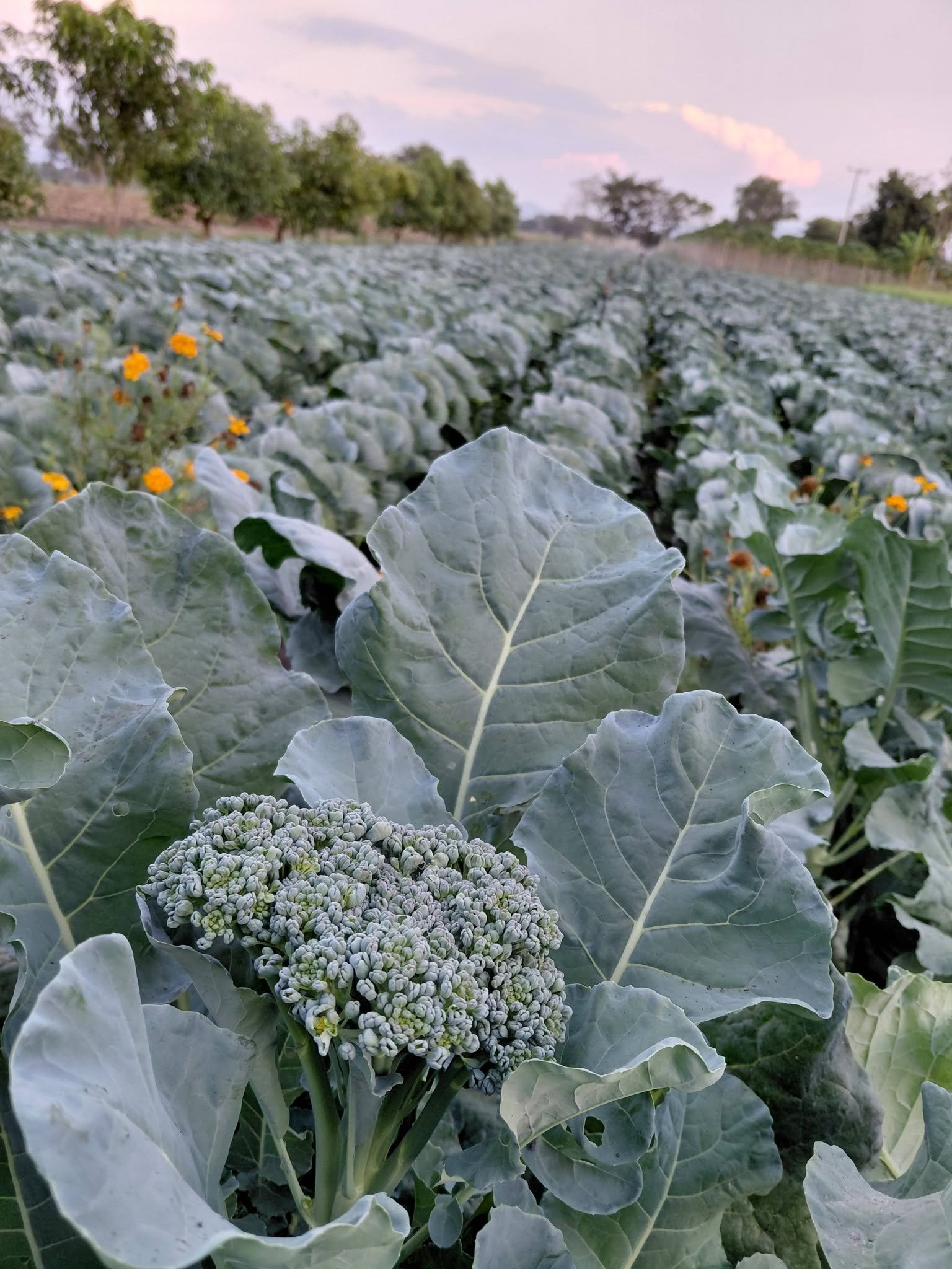 Brócoli creciendo en el huerto
