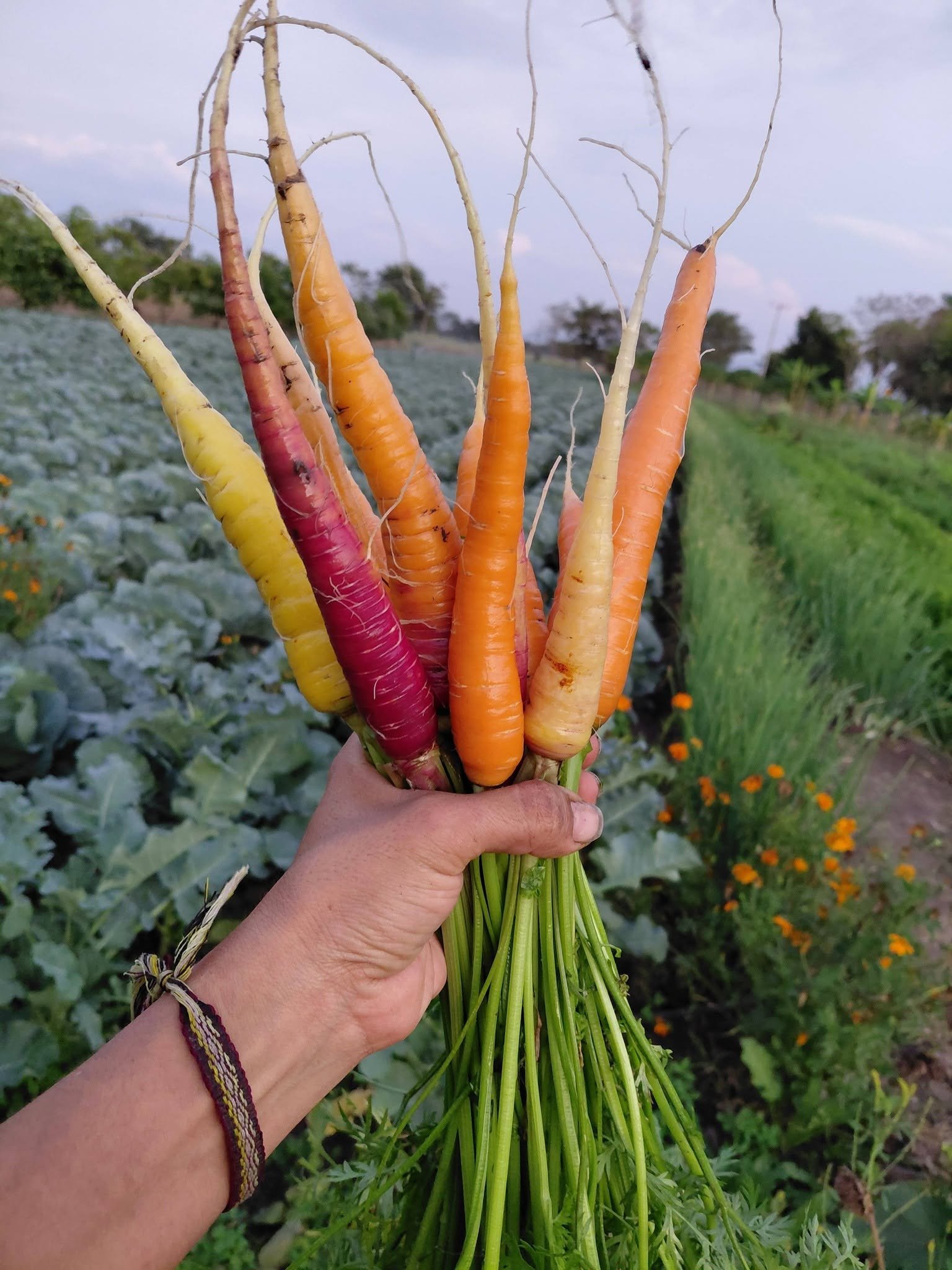 Manojo de zanahorias de distintos colores recién cosechadas