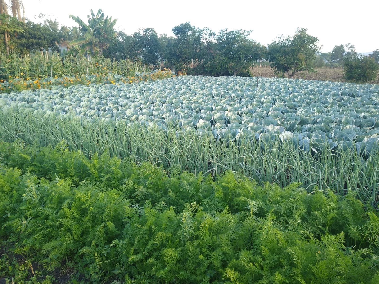 Cultivos de zanahoria, cebolla y otras hortalizas