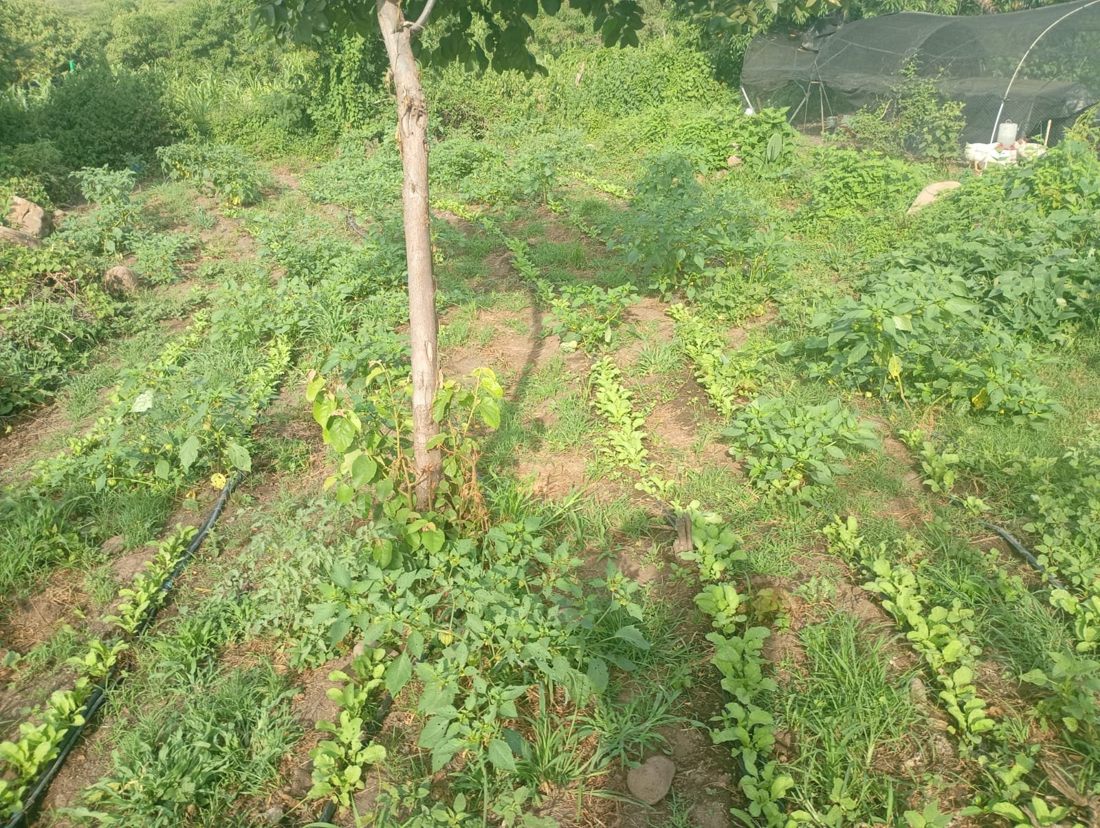 Huerto diverso con árboles y área de cultivo protegida