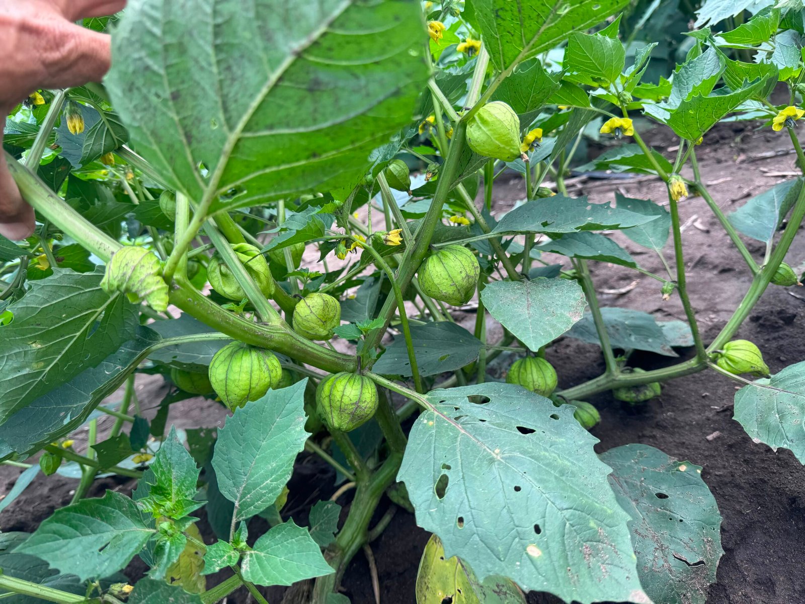 Frutos de tomate verde creciendo en la planta