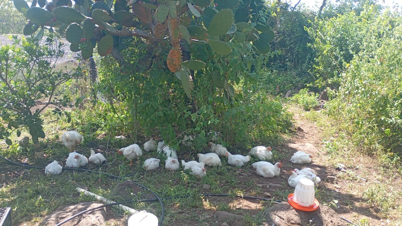 Aves de corral bajo los árboles