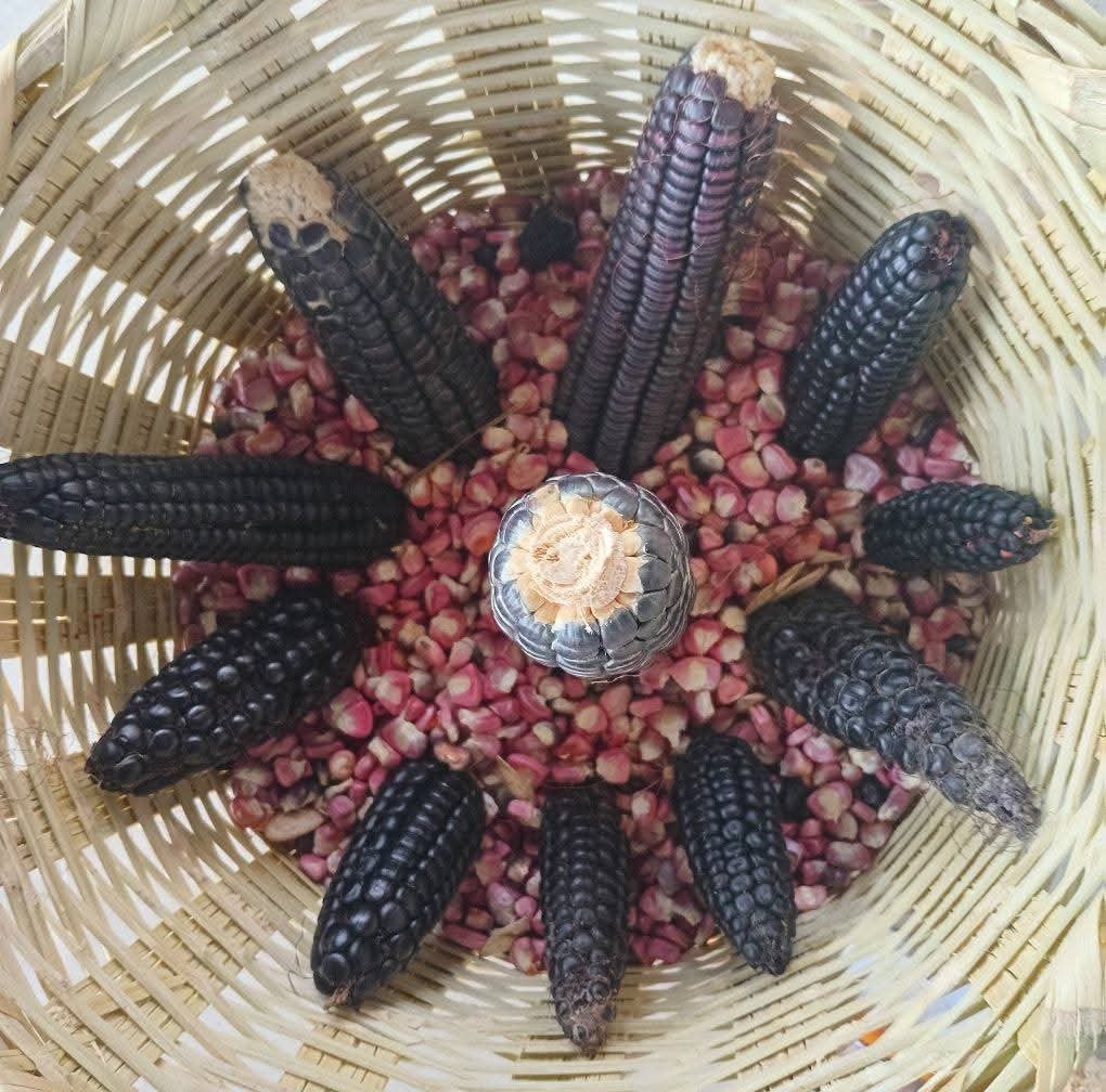 Mazorcas de diferentes colores reunidas en una canasta