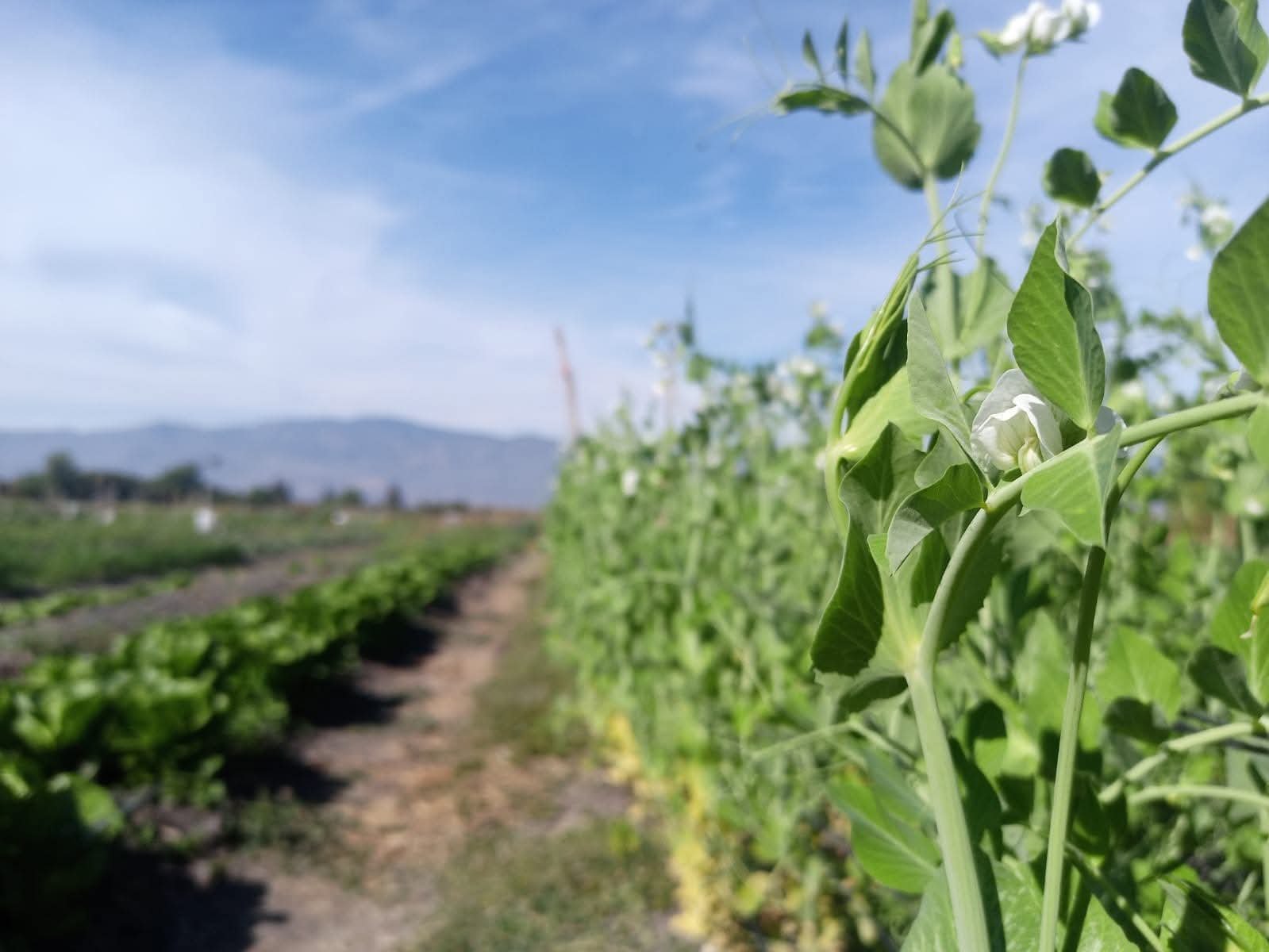 Planta en primer plano y surcos al fondo