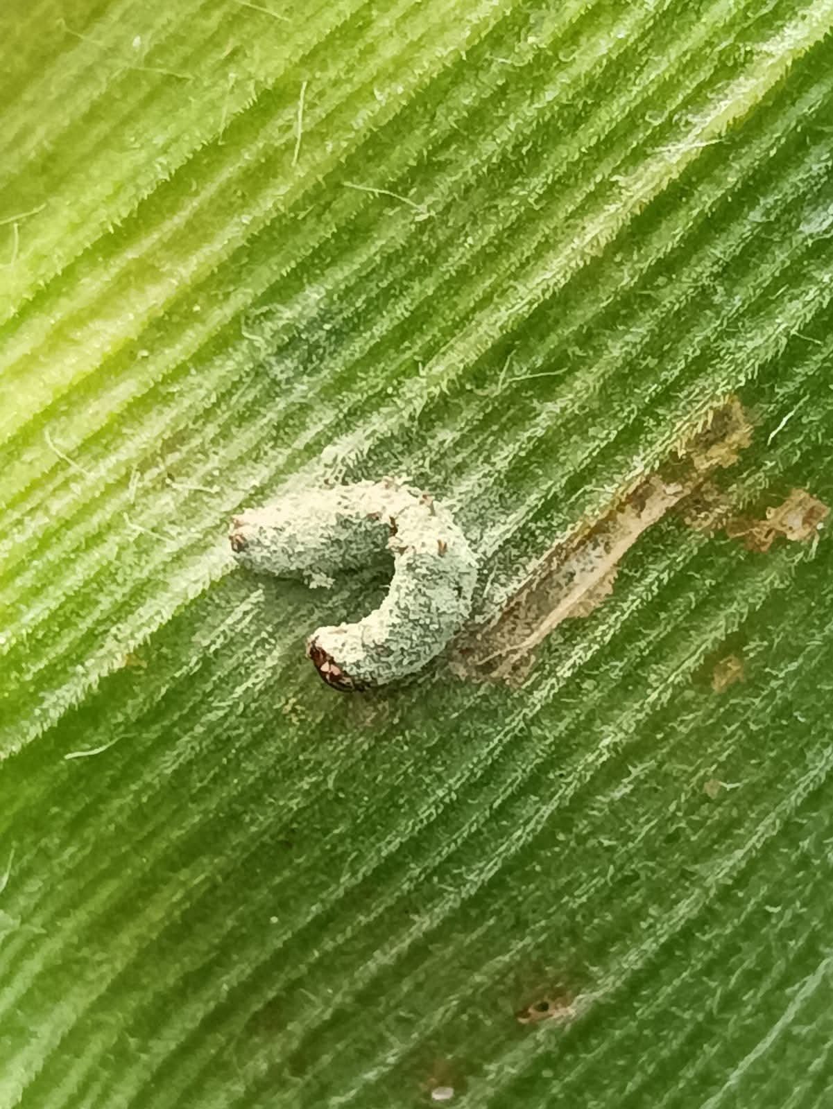 Pequeño insecto sobre una hoja de maíz
