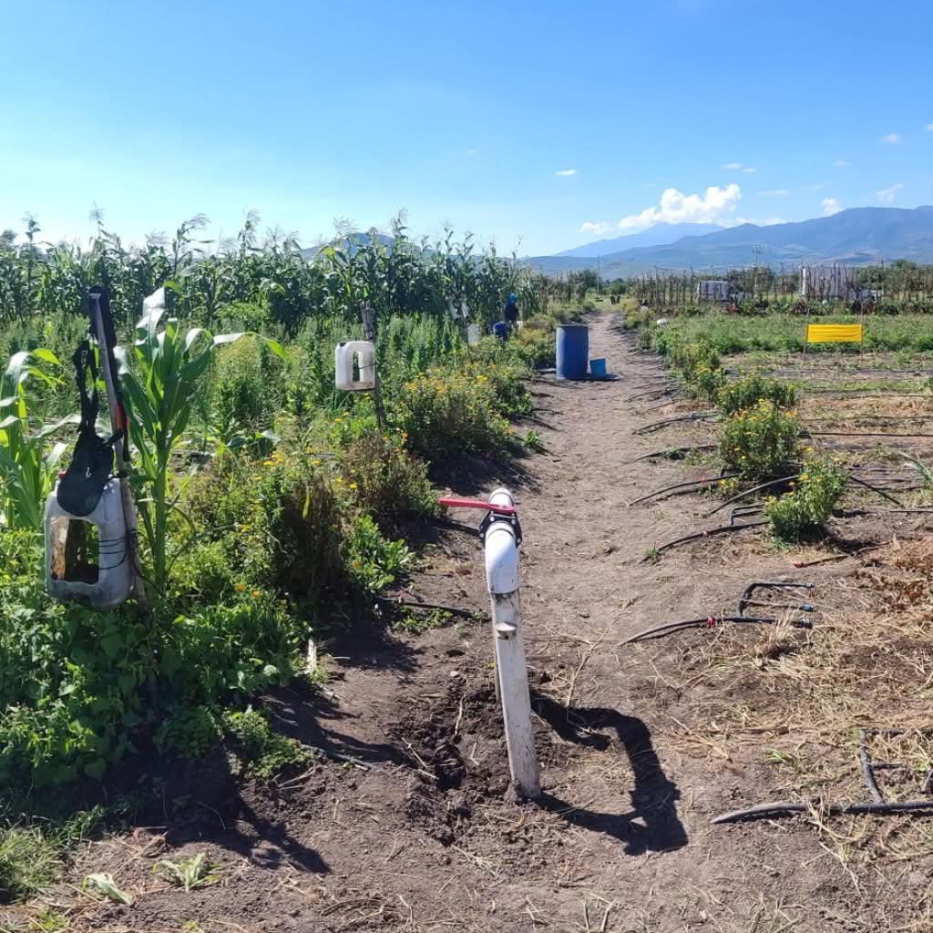 Camino entre parcelas de cultivo
