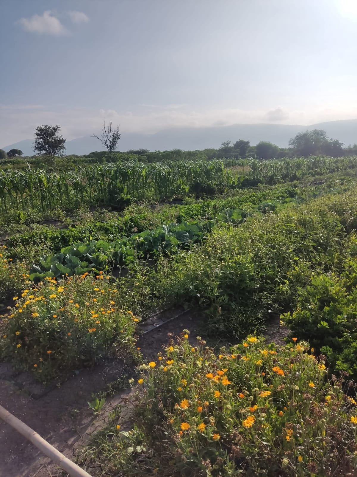 Panorámica del campo y flores