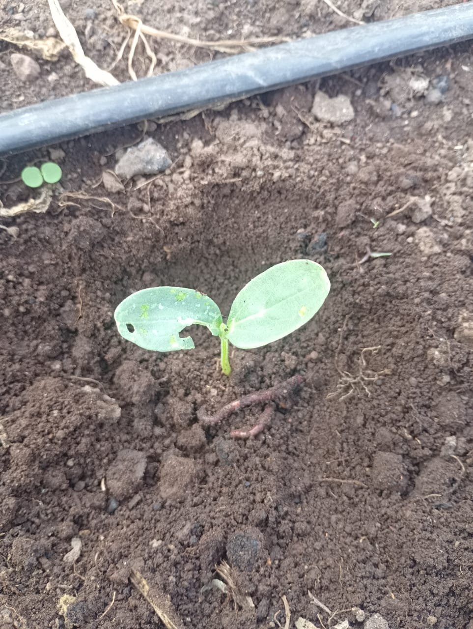 Plántula que emerge de la tierra