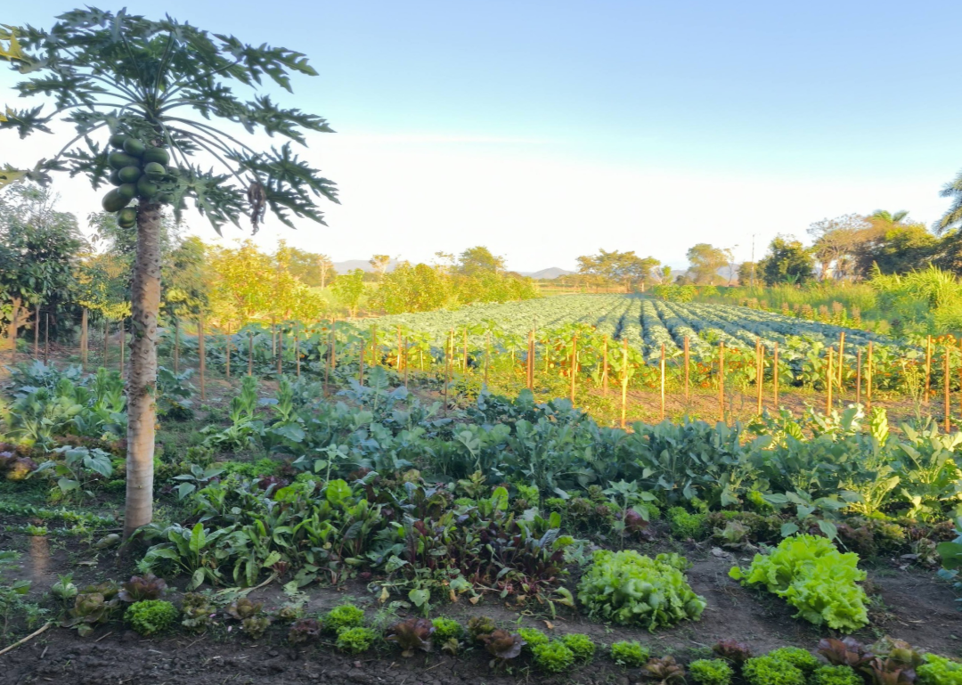 Huerto diverso con hortalizas y árboles